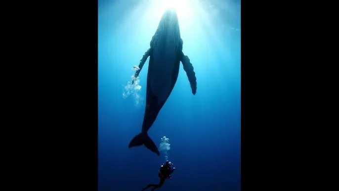 玩物社区 - 深蓝星球：探索海洋深处的未知世界